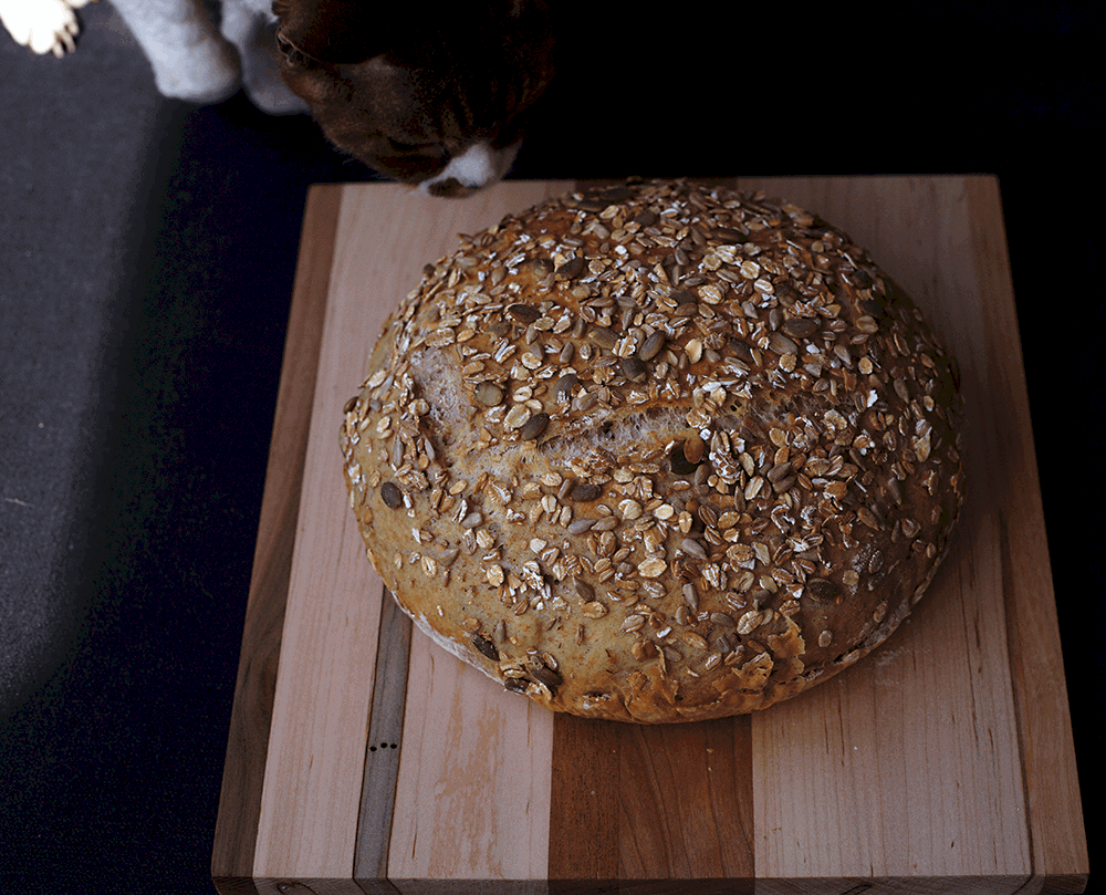 Kitty Investigates
simple crusty bread